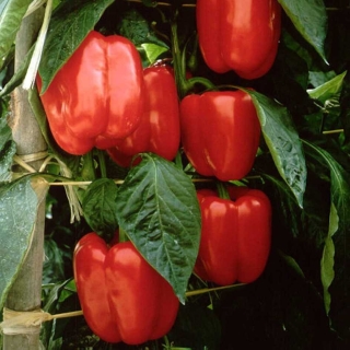 Перец Мазурка F1