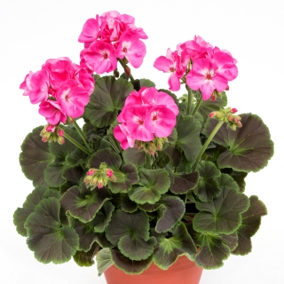 Пеларгония Мефисто F1 Роуз