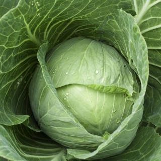 Капуста Мегатон F1