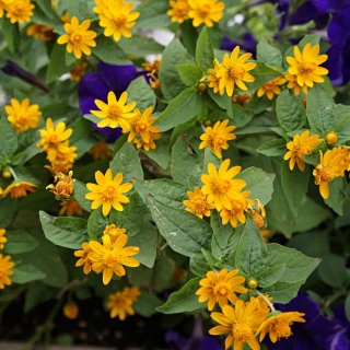 Меламподиум Золотой приз