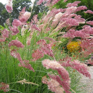 Мелинис Королева Кару (нервноколосковый)