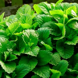 Мелисса Кадриль лекарственная (Лимонная мята)