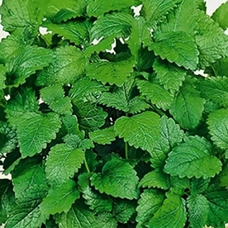 Мелисса Лимонный Аромат