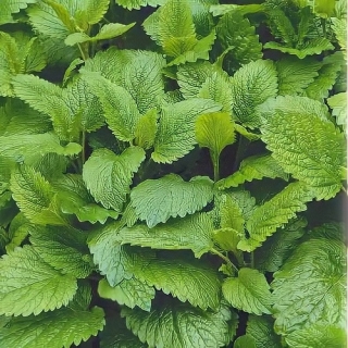 Мелисса Свежесть (лекарственная)