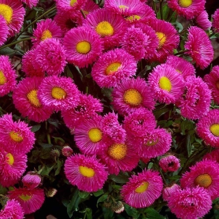 Мелколепестник Розовая жемчужина (красивый)