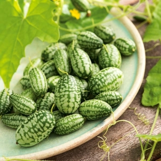 Мелотрия Мышкины арбузики (шершавая)