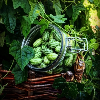 Мелотрия шероховатая