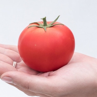 Томат Мечталин F1
