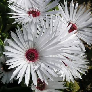 Мезембриантемум Белый