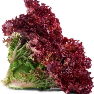 Салат Красный вельвет (листовой)