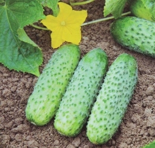 Огурец Миамара F1