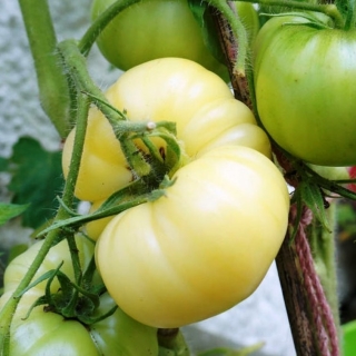 Томат Микадо Карамельный