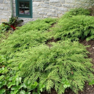 Микробиота кипарисовая