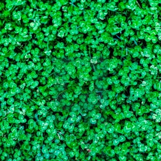 Микроклевер Пиполина 20г (большой пакет)