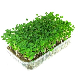 Микрозелень Лен Ореховый аромат