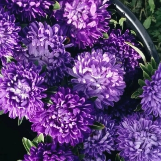 Астра Миледи Лиловая