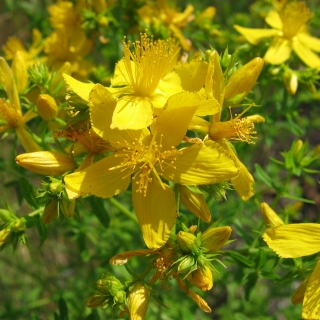 Зверобой Солнечный нимб (Геблера)