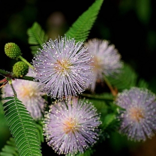 Мимоза Кампина стыдливая