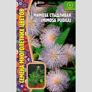 Мимоза стыдливая (большой пакет)