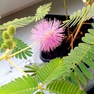 Мимоза Стыдливая