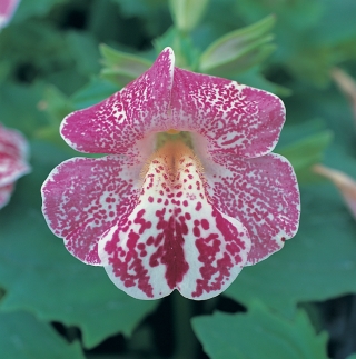 Мимулюс Белое пламя F1