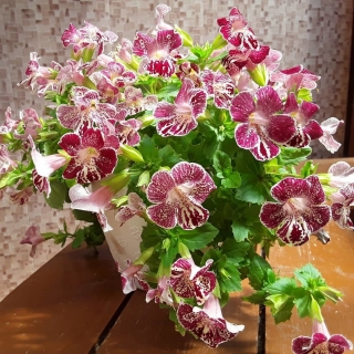 Мимулюс Мэджик F1 Белое пламя