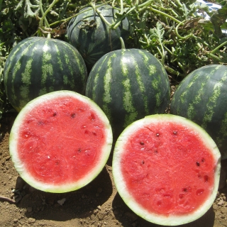 Арбуз Мини Блю F1