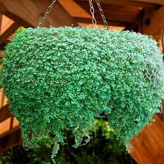 Мята Мини минт корсиканская