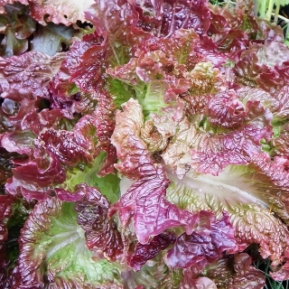 Салат Скороход красный (мини)