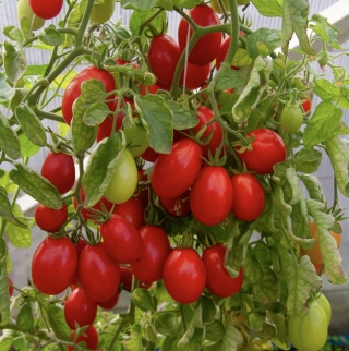 Томат Минимарцано F1