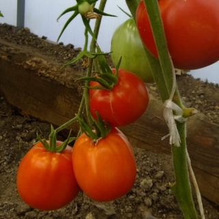 Томат Минусинский бочковой