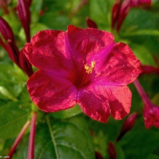 Мирабилис Ночная Королева Красная (большой пакет)