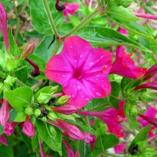 Мирабилис ялапа Пурпурный леденец