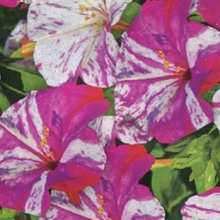 Мирабилис Клубничное шампанское (Ялапа)