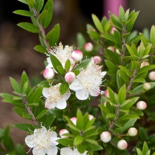 Мирт Обыкновенный (большой пакет)