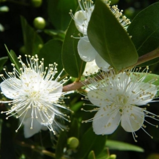 Мирт Целебная аура