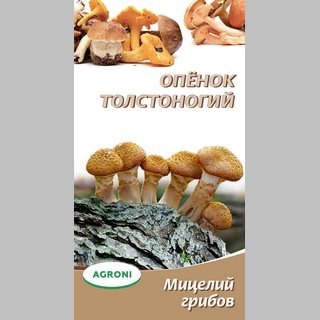 Грибы - Опёнок толстоногий