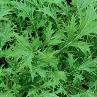 Капуста Мизуна (японская)