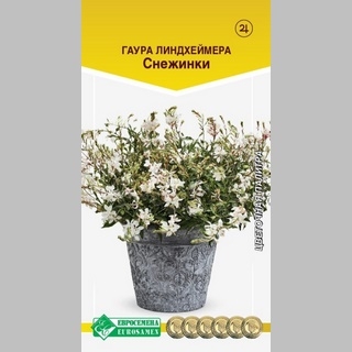 Гаура Снежинки (Линдхеймера)