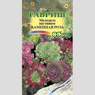 Молодило Каменная Роза