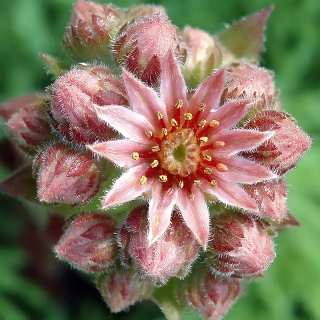 Молодило Розовая звезда (кровельное)