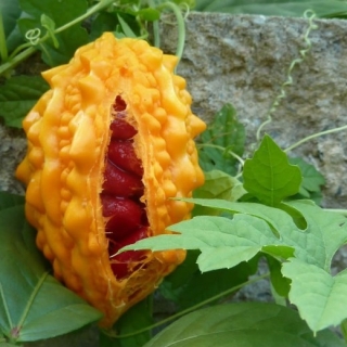 Момордика Каравила (большой пакет)