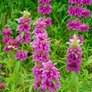 Монарда Мятный одеколон лимонная