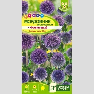 Мордовник Фиолетовый Обыкновенный