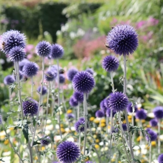 Мордовник Морской еж