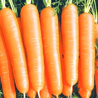 Морковь Алтайская Сахарная