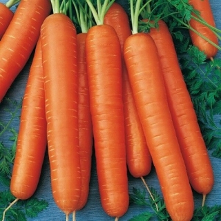 Морковь Берликум Роял