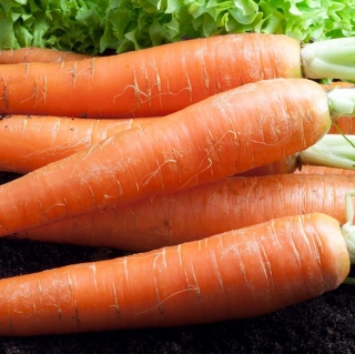 Морковь Детская Сладкая (гелевое драже)