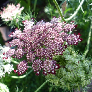 Морковь Фиолетовые Поцелуи (дикая)