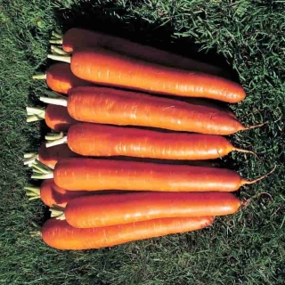 Морковь Император (лента) (большой пакет)